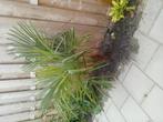 Palmboom - klein, Tuin en Terras, Ophalen, Bloeit niet, Overige soorten, Volle zon