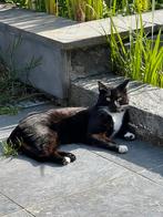 2 katten zoeken een nieuwe huisje, Dieren en Toebehoren, Katten en Kittens | Raskatten | Korthaar