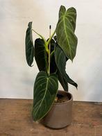 Philodendron spec. – 40cm, Ophalen, Halfschaduw, Minder dan 100 cm