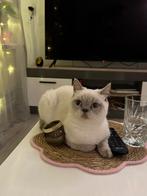 Britse korthaar poes blue point raszuiver, Poes, Gechipt