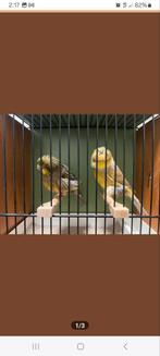 Gezocht  kanarie Crest, Agaat Satiene, phaeo , Norwich, Dieren en Toebehoren, Vogels | Kanaries, Mannelijk, Kleurkanarie