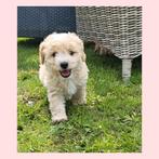Prachtige Maltipoo pups, nog 2 reutjes beschikbaar!, CDV (hondenziekte), Meerdere, 8 tot 15 weken, Meerdere dieren