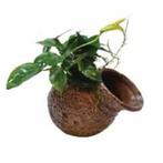 deco pot anubias €14,95, Dieren en Toebehoren, Vissen | Aquaria en Toebehoren, Ophalen of Verzenden, Nieuw, Plant(en), Steen of Hout