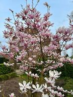 Magnolia boom, 20 jaar, roze bloemen, Tuin en Terras, Overige soorten, Lente, 100 tot 250 cm, Ophalen