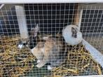 Konijntjes., Dieren en Toebehoren, Konijnen, Meerdere dieren, Dwerg