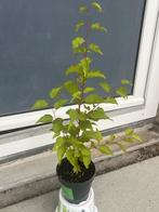 Abrikoos | Prunus armeniaca Bergeron, Ophalen of Verzenden, Kersenboom