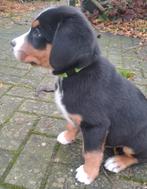 Nog één Grote Zwitserse Sennen pup, 8 tot 15 weken, Meerdere, Nederland, Particulier
