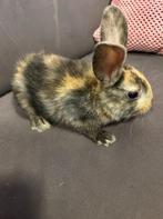 baby konijntjes te koop, Dieren en Toebehoren, Konijnen, Meerdere dieren, Klein, 0 tot 2 jaar