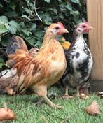 Handtamme Serama haantjes (zeideveer) van 9 weken, Dieren en Toebehoren, Pluimvee, Mannelijk, Kip