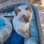 Knappe broer en zus kitten Siamees X Gecastreerd, Meerdere dieren, Kortharig, 0 tot 2 jaar