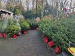 Nordmann Kerstboom - Prachtige volle boom!, Tuin en Terras, Ophalen of Verzenden, Overige soorten, 100 tot 250 cm
