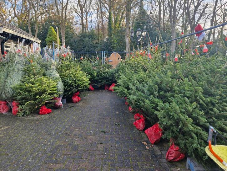 Nordmann Kerstboom - Prachtige volle boom!, Tuin en Terras, Planten | Bomen, Overige soorten, 100 tot 250 cm, Ophalen of Verzenden