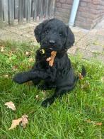 Prachtige labradoodle puppy’s., Dieren en Toebehoren, Overige rassen, CDV (hondenziekte), 8 tot 15 weken, Meerdere