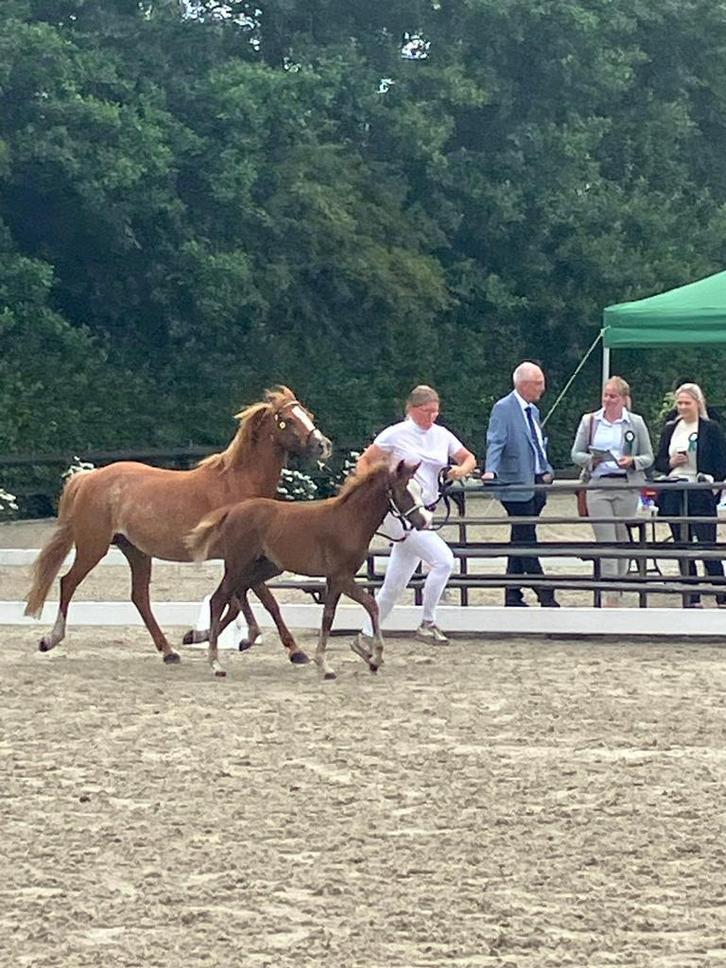 Lieve mooie Welsh B hengst veulen, Dieren en Toebehoren, Paarden, Hengst, Niet van toepassing, Minder dan 160 cm, 0 tot 2 jaar