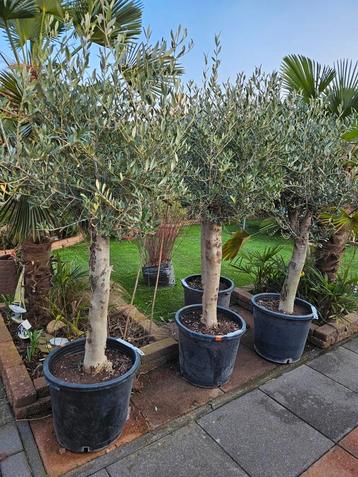 Olijfboom,Olea Europaea.