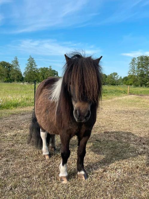 Vrolijke shetlander, Dieren en Toebehoren, Pony's, Ruin, A pony (tot 1.17m), Recreatiepony, 3 tot 6 jaar, Ontwormd