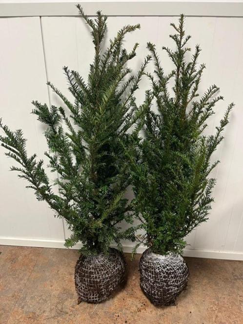 Taxus baccata 100/120cm AANBIEDING!!, Tuin en Terras, Planten | Struiken en Hagen, Haag, Taxus, Minder dan 100 cm, Ophalen