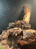 Koningspython / Python regius, Dieren en Toebehoren, Reptielen en Amfibieën, Slang, 0 tot 2 jaar