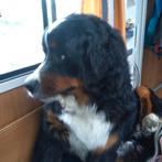 Huishoudelijke hulp gezocht (Grou – 3 uur per week)