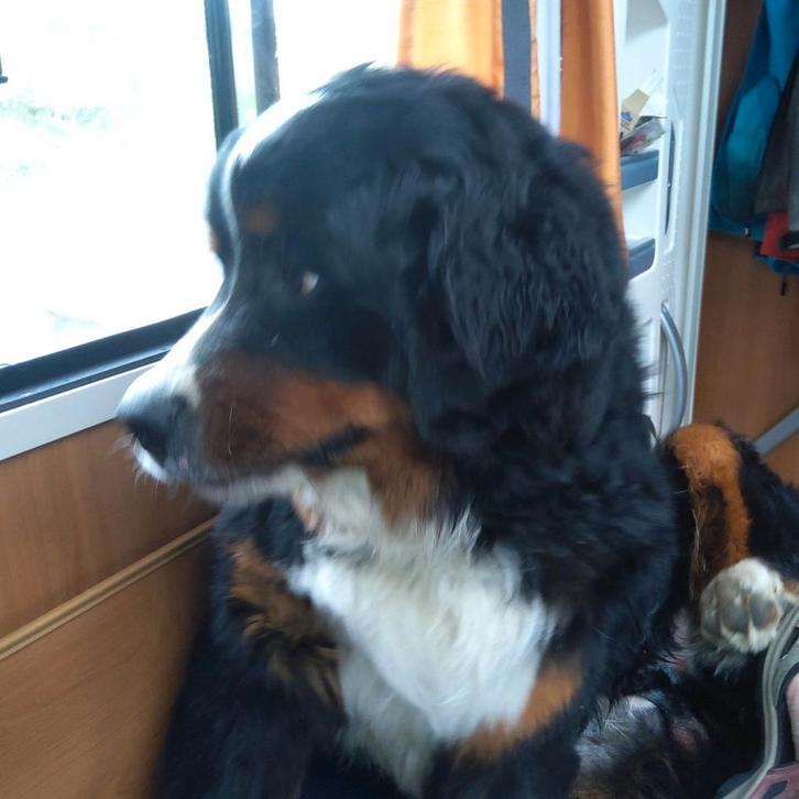 Huishoudelijke hulp gezocht (Grou – 3 uur per week), Diensten en Vakmensen, Huishoudelijke hulp