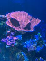 Koraalstekken: montipora, pavona, keniaboom, utter chaos, Dieren en Toebehoren, Vis