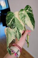 Monstera variegata stek, Ophalen, Halfschaduw, Minder dan 100 cm