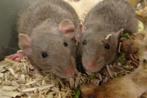 Erg tamme ratjes, Dieren en Toebehoren, Knaagdieren, Rat, Meerdere dieren, Tam, September
