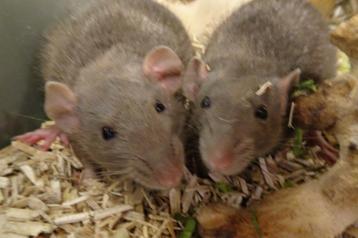 Ratten tam. beschikbaar voor biedingen