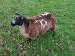 Te koop schapenram, Dieren en Toebehoren, Schapen, Geiten en Varkens, Mannelijk, Schaap, 0 tot 2 jaar