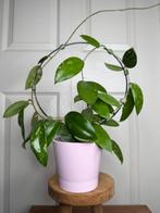 Hoya EPC600, Huis en Inrichting, Ophalen of Verzenden, Overige soorten, Halfschaduw, Minder dan 100 cm
