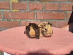 Jonge Choco buff witte peruvian cavia zeugjes, Dieren en Toebehoren, Knaagdieren, Cavia, Augustus, Vrouwelijk, Tam