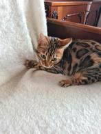 Tiger Lily - bengaalse poes, Poes