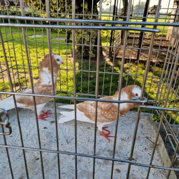 Mooie gele capucijners beschikbaar voor biedingen