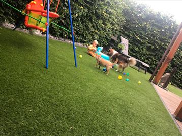 Kunstgras met mosdraad # onderhoudsvriendelijk beschikbaar voor biedingen