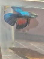 Betta / kempvis man, Dieren en Toebehoren, Vis