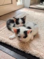 Kittens, Dieren en Toebehoren, Katten en Kittens | Overige Katten
