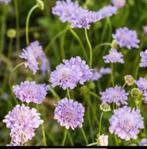 Zaden van Duifkruid, Scabiosa columbaria inheems, Ophalen of Verzenden, Voorjaar, Volle zon