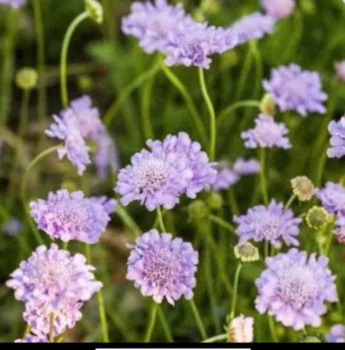 Zaden van Duifkruid, Scabiosa columbaria inheems, Tuin en Terras, Bloembollen en Zaden, Voorjaar, Volle zon, Ophalen of Verzenden