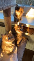 6 knappe maine coon kittens, Dieren en Toebehoren, Katten en Kittens | Raskatten | Langhaar, Geslacht onbekend, Gechipt, 0 tot 2 jaar