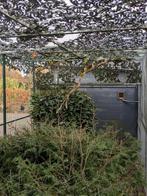 Te koop mooie onverwante koppels zwartkop sijzen., Dieren en Toebehoren, Vogels | Overige Vogels, Meerdere dieren, Geringd