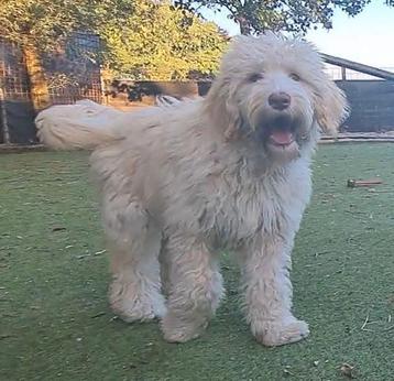 Wolly Labradoodle multigen pup teefje  beschikbaar voor biedingen