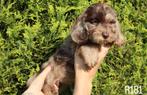 Prachtige teckel mix pups langhaar x ruwhaar, Dieren en Toebehoren, Honden | Teckels en Dashonden, Nederland, CDV (hondenziekte)