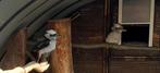 2x kookaburra