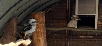 2x kookaburra beschikbaar voor biedingen