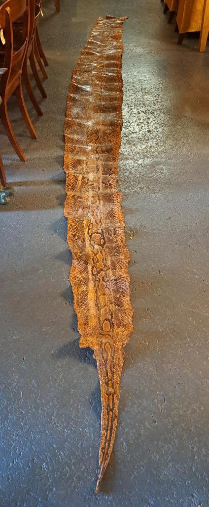 Slangenhuid van een Pyton is bijna 5 meter lang taxidermie, Verzamelen, Dierenverzamelingen, Opgezet dier, Vogel, Ophalen