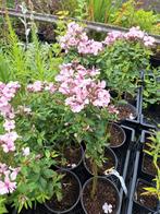 Phlox Rosa pastell in 2 liter pot mooie grote planten, Volle zon, Vaste plant, Zomer, Ophalen