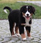 Berner Sennen pups, Parvo, België, Reu, Meerdere