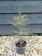 Cipres stricta, Overige soorten, Volle zon, Vaste plant, Ophalen of Verzenden