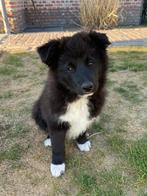 Leuke mooie pup (kruising border collie x keeshond), Dieren en Toebehoren, Honden | Poolhonden, Keeshonden en Oertypen, België