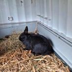 Dwergkonijn zwart, Dieren en Toebehoren, Konijnen, Mannelijk, Dwerg, 0 tot 2 jaar